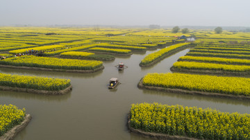 兴化千垛油菜花