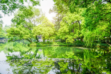 园林湖泊绿树林