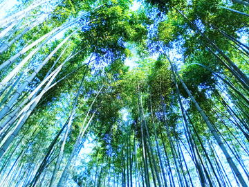 竹林