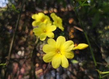 小黄花