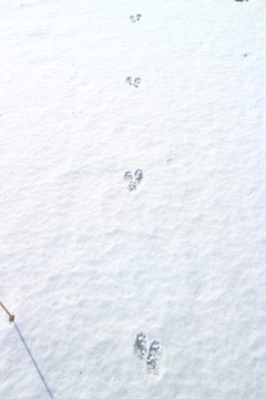 雪地动物脚印