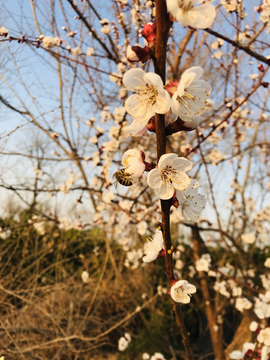 盛开的桃花