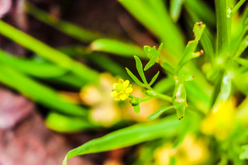 植物