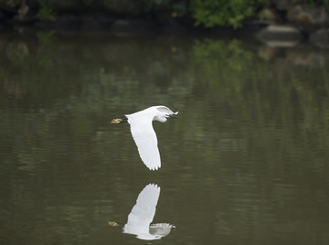 深圳华侨城湿地公园拍鸟