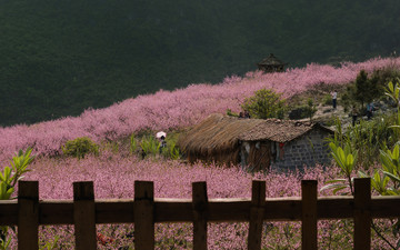 桃花林