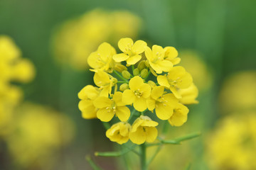 油菜花