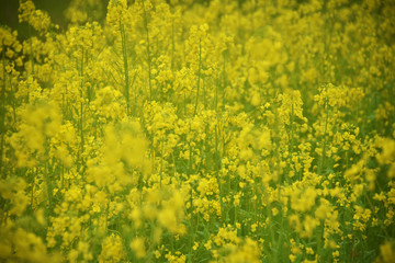 油菜花