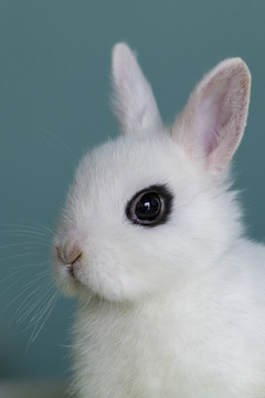 白色萌宠侏儒兔