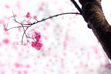 樱花