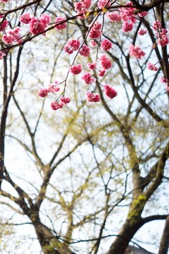 樱花