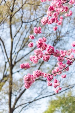 樱花