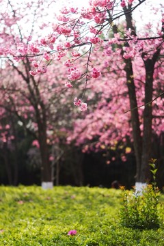 樱花