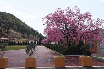 樱花