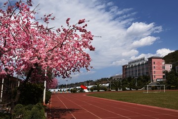 樱花