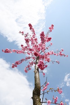 樱花