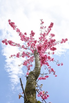樱花