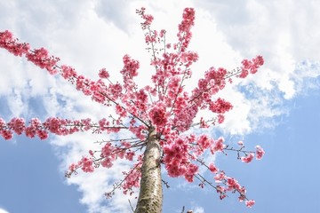 樱花