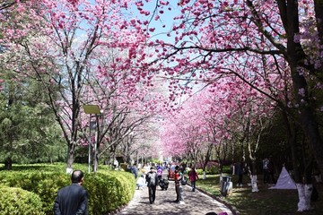 樱花