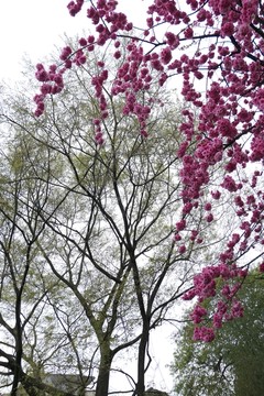 樱花
