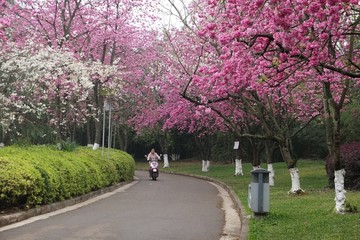 樱花