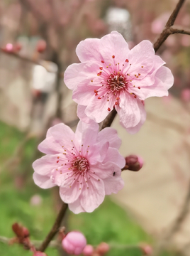 红梅花