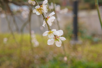 桃花