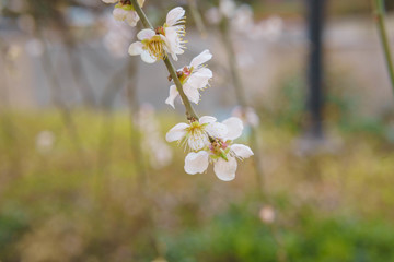 桃花