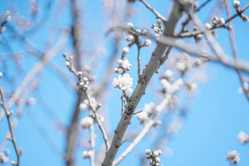 梨花