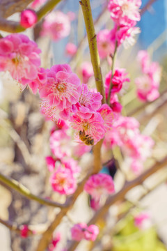 桃花