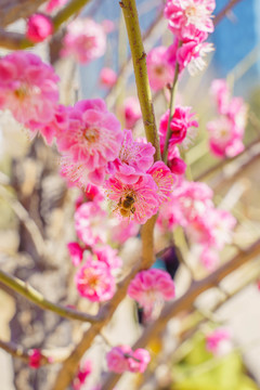 桃花
