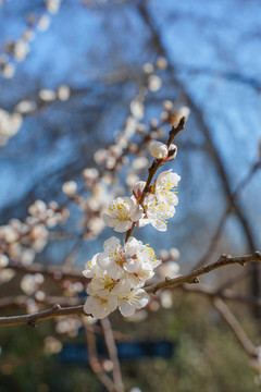 梨花