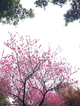 樱花