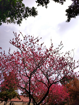 樱花