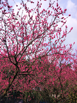 樱花