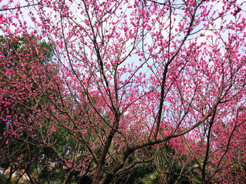 樱花