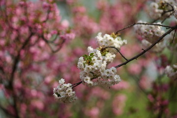 樱花