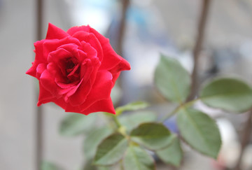 一朵绽放的玫瑰花