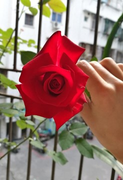 朵绽放的玫瑰花