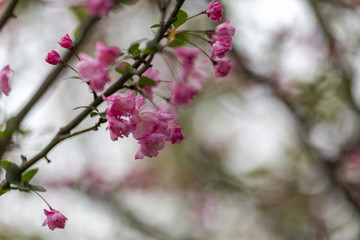 海棠花