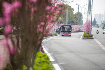 开满鲜花的街道