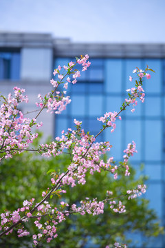 樱花海棠花