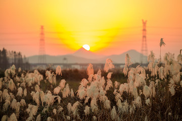 芦花