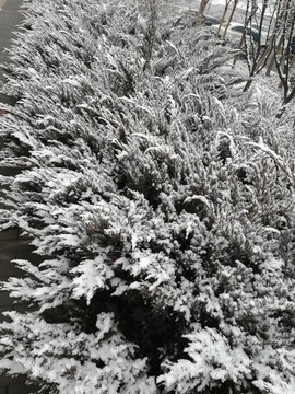 雪后青松
