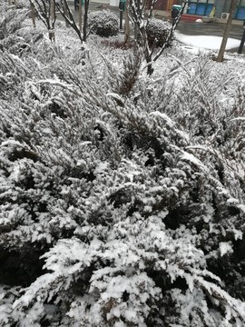 雪后青松