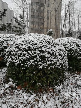 雪后景色