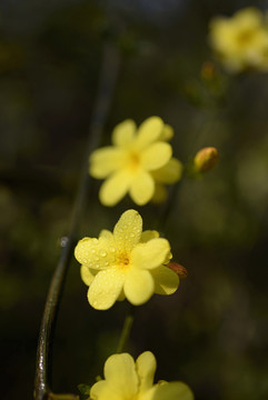 迎春花