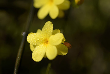 迎春花