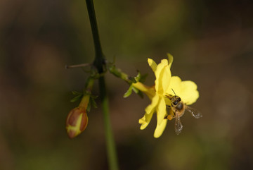 迎春花