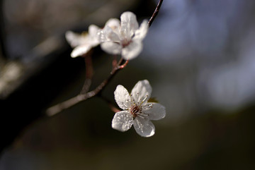 紫叶李白色花