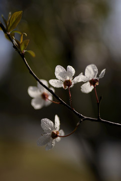 紫叶李白色花